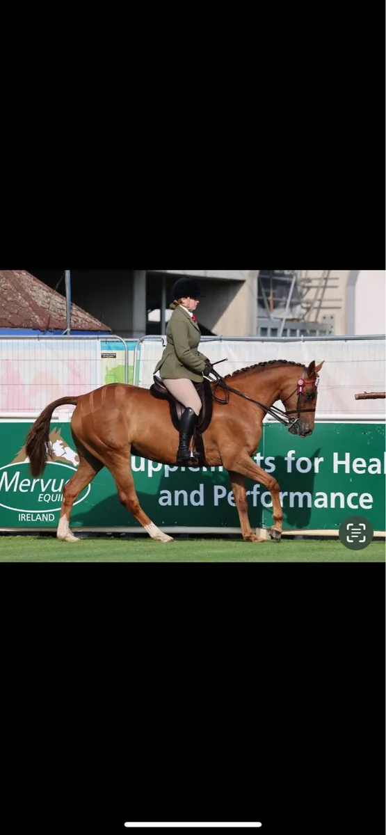 15.2h Chestnut Mare - Image 1