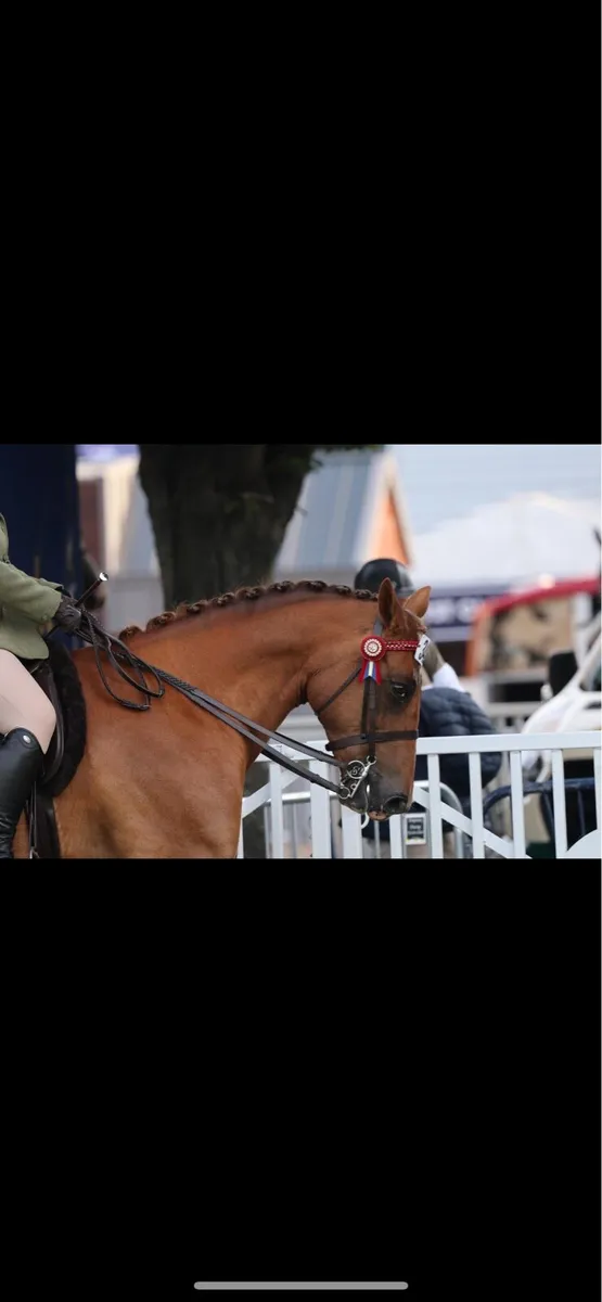 15.2h Chestnut Mare - Image 2