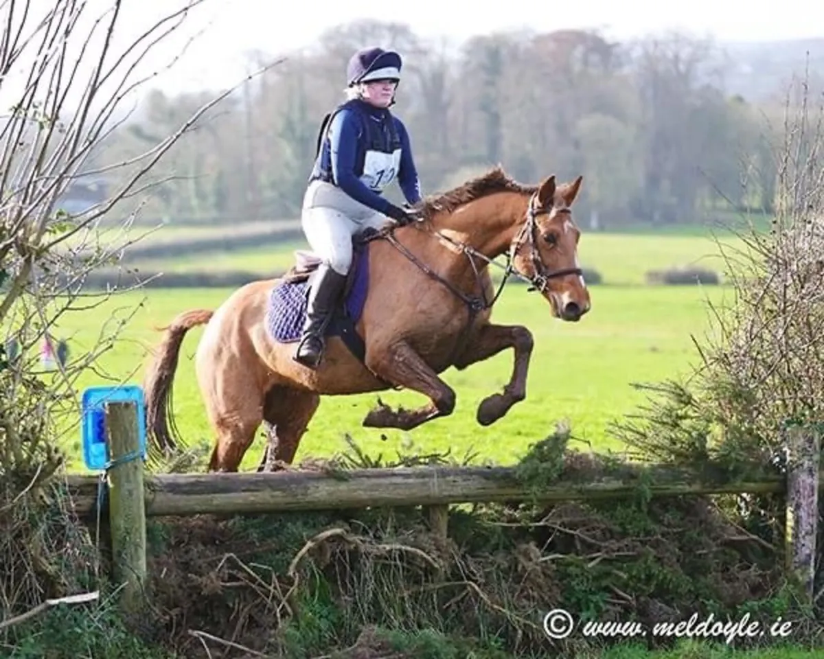 15.2h Chestnut Mare - Image 3