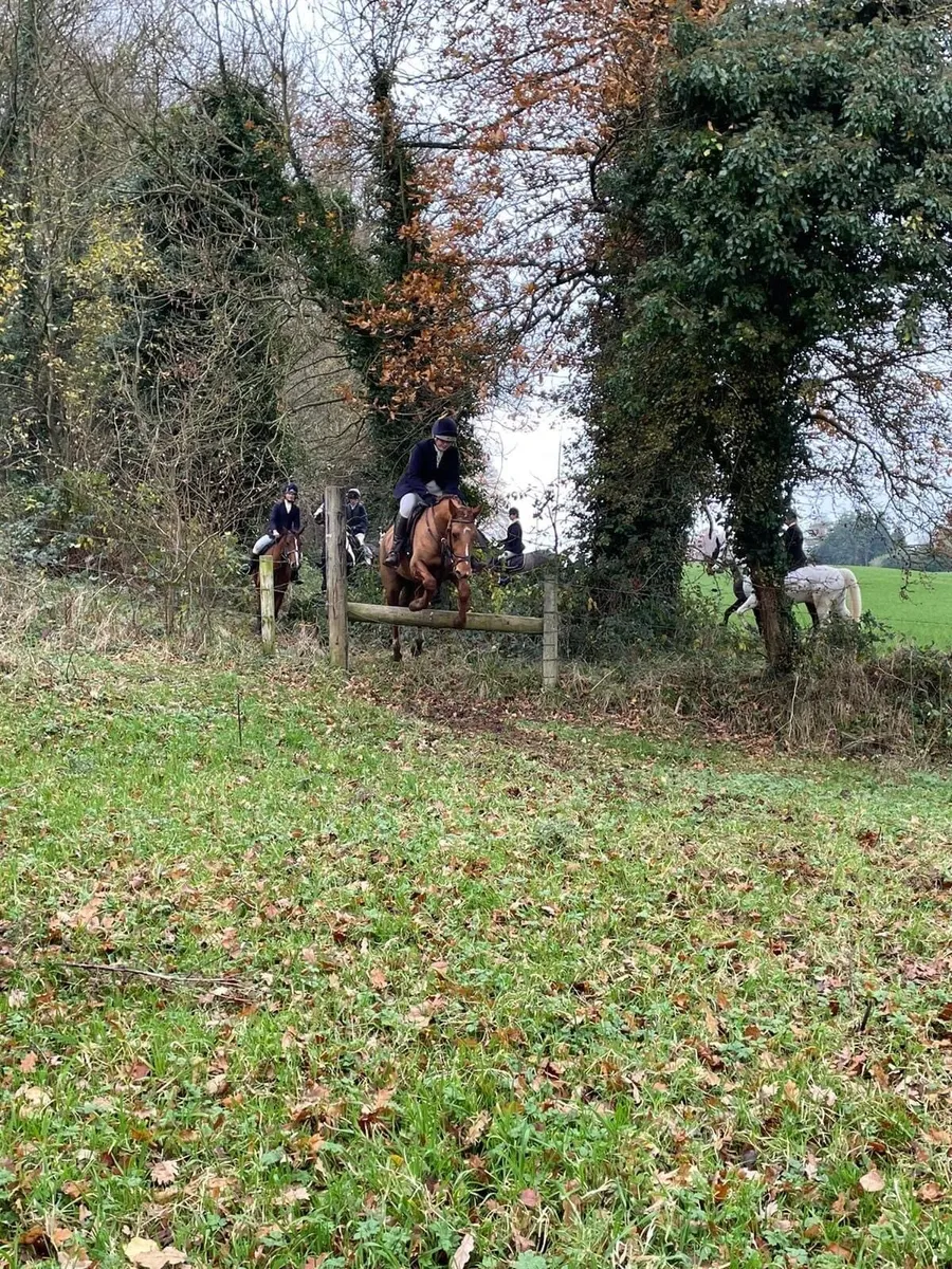 15.2h Chestnut Mare - Image 4