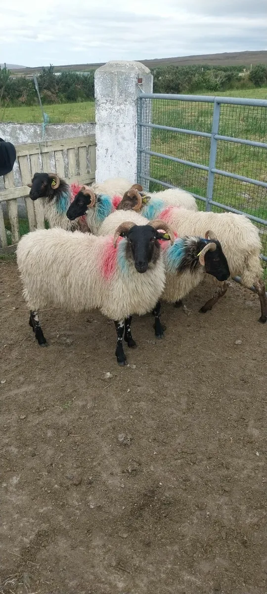 Sheep