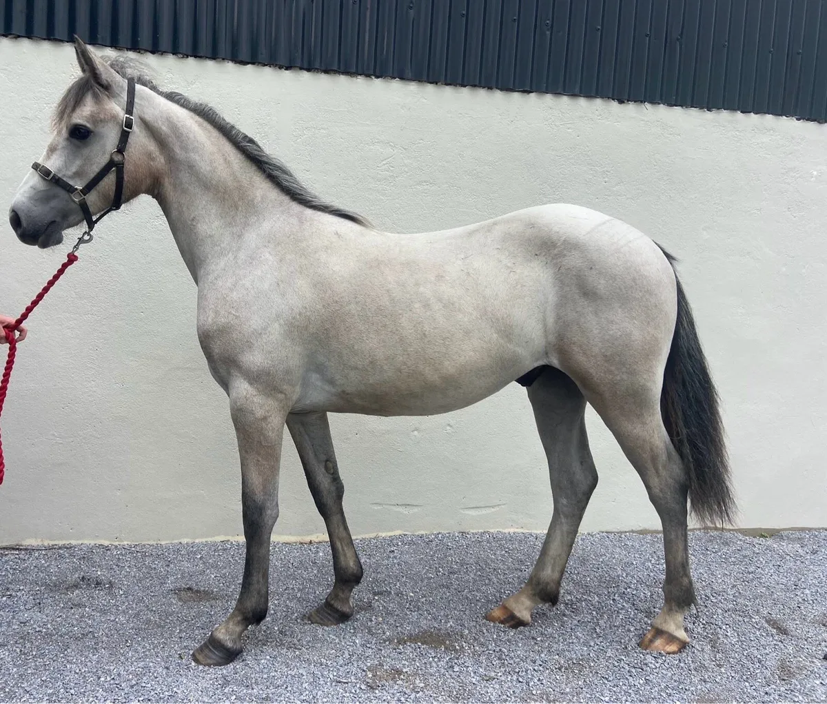 Connemara yearling Gelding - Image 2