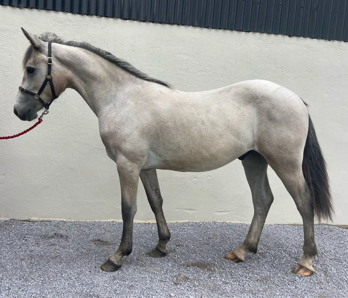 Connemara yearling Gelding - Image 1