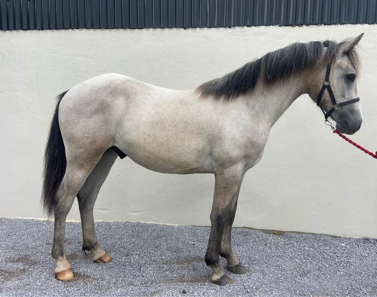 Connemara yearling Gelding - Image 3