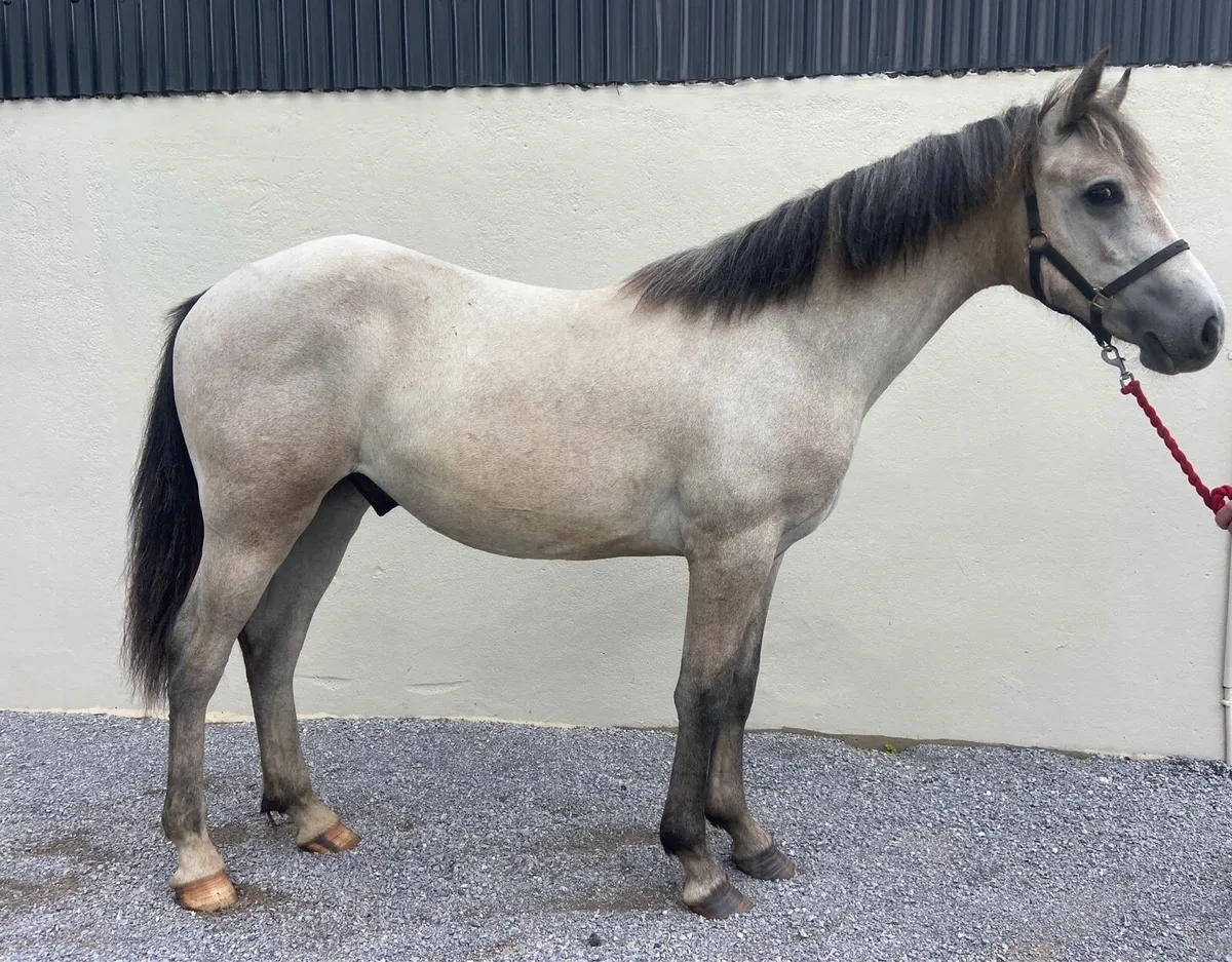 Connemara yearling Gelding - Image 4