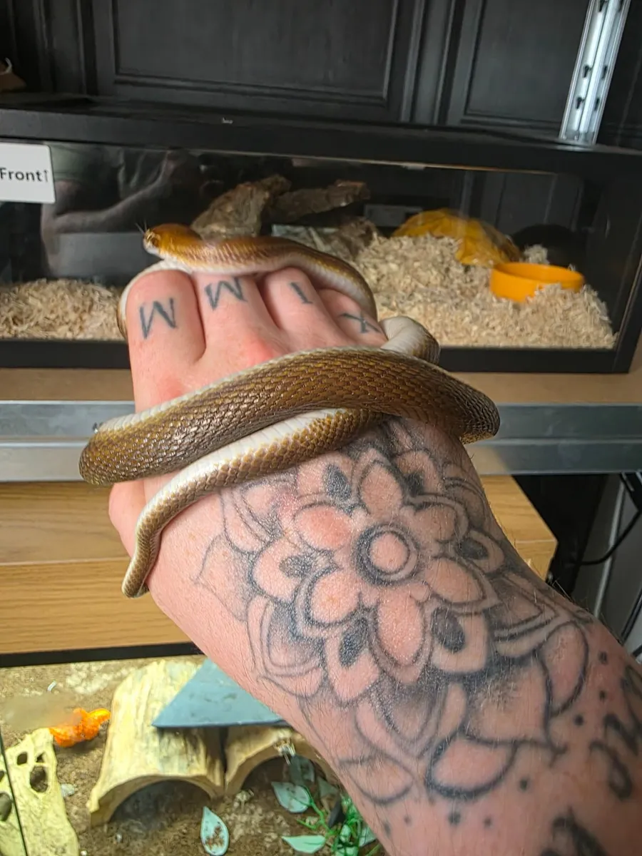 Male africian house snake - Image 1