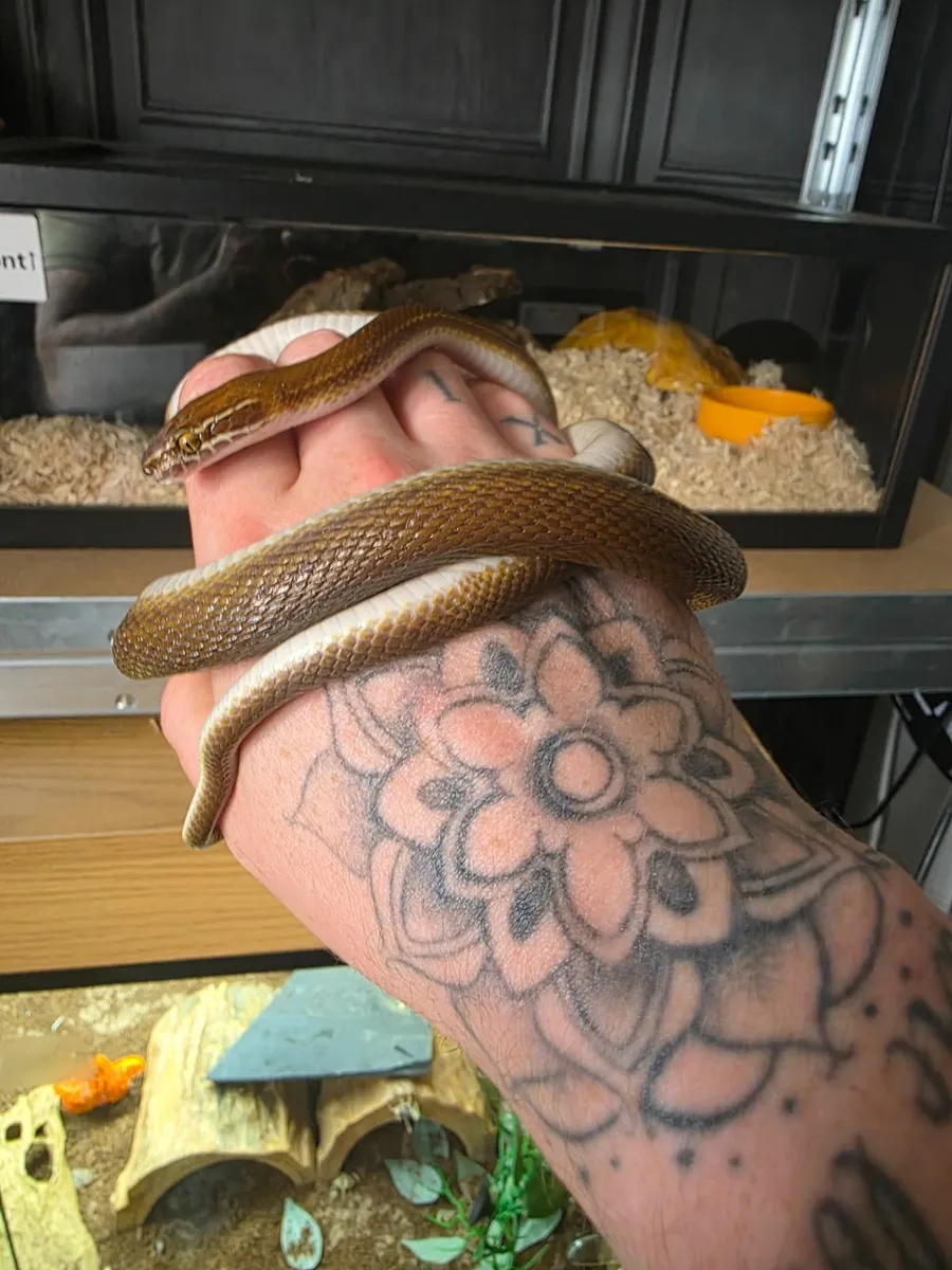 Male africian house snake - Image 2