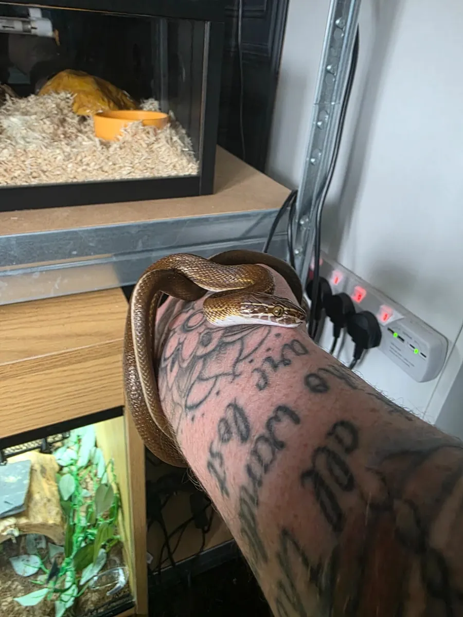 Male africian house snake - Image 3