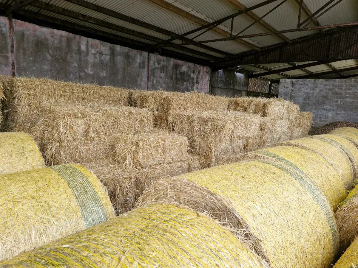 Barley straw - Image 1