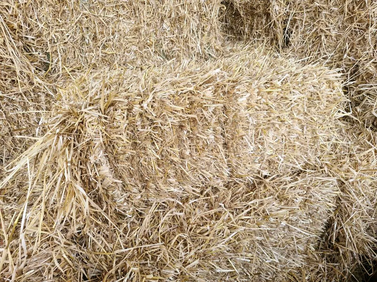Barley straw - Image 2