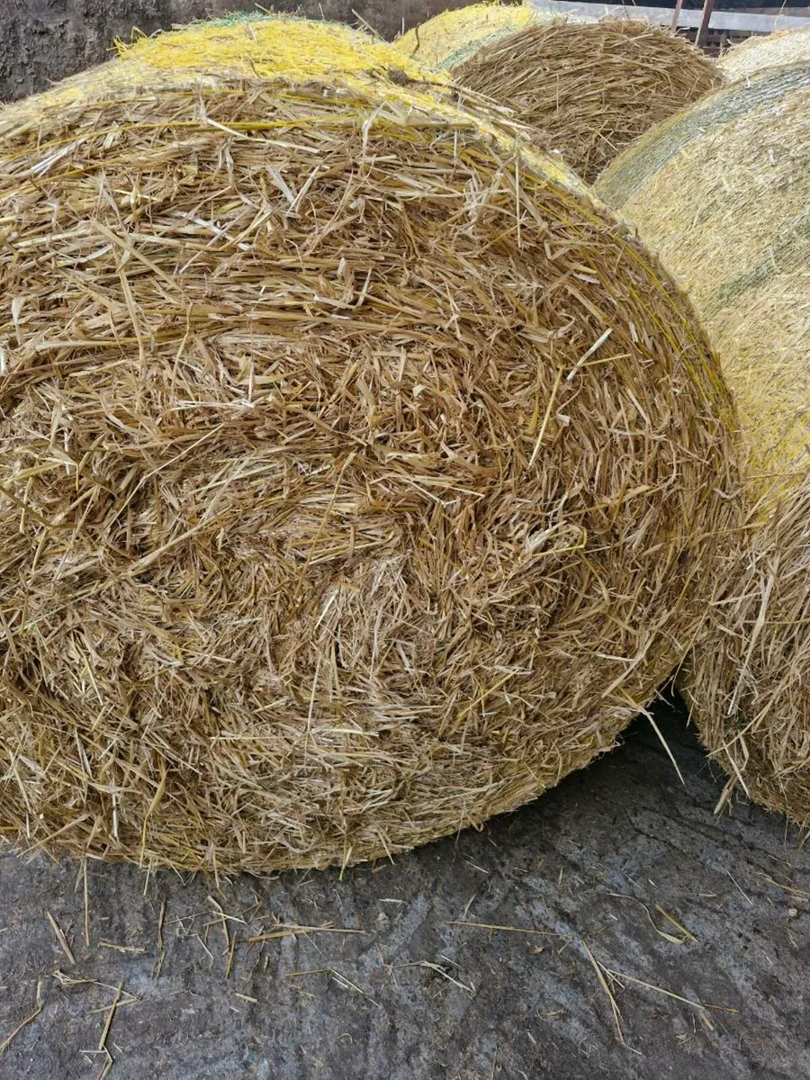 Barley straw - Image 3