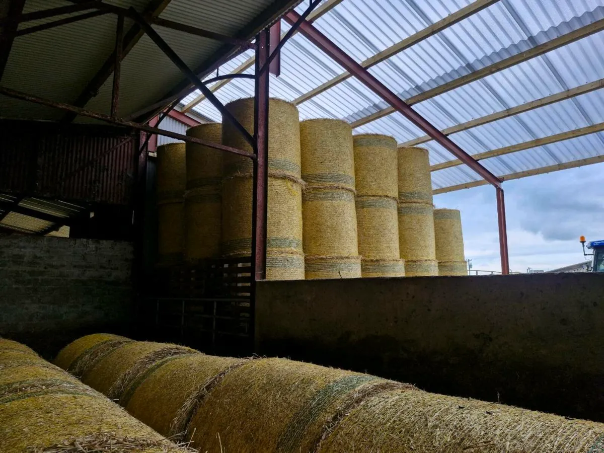 Barley straw - Image 4