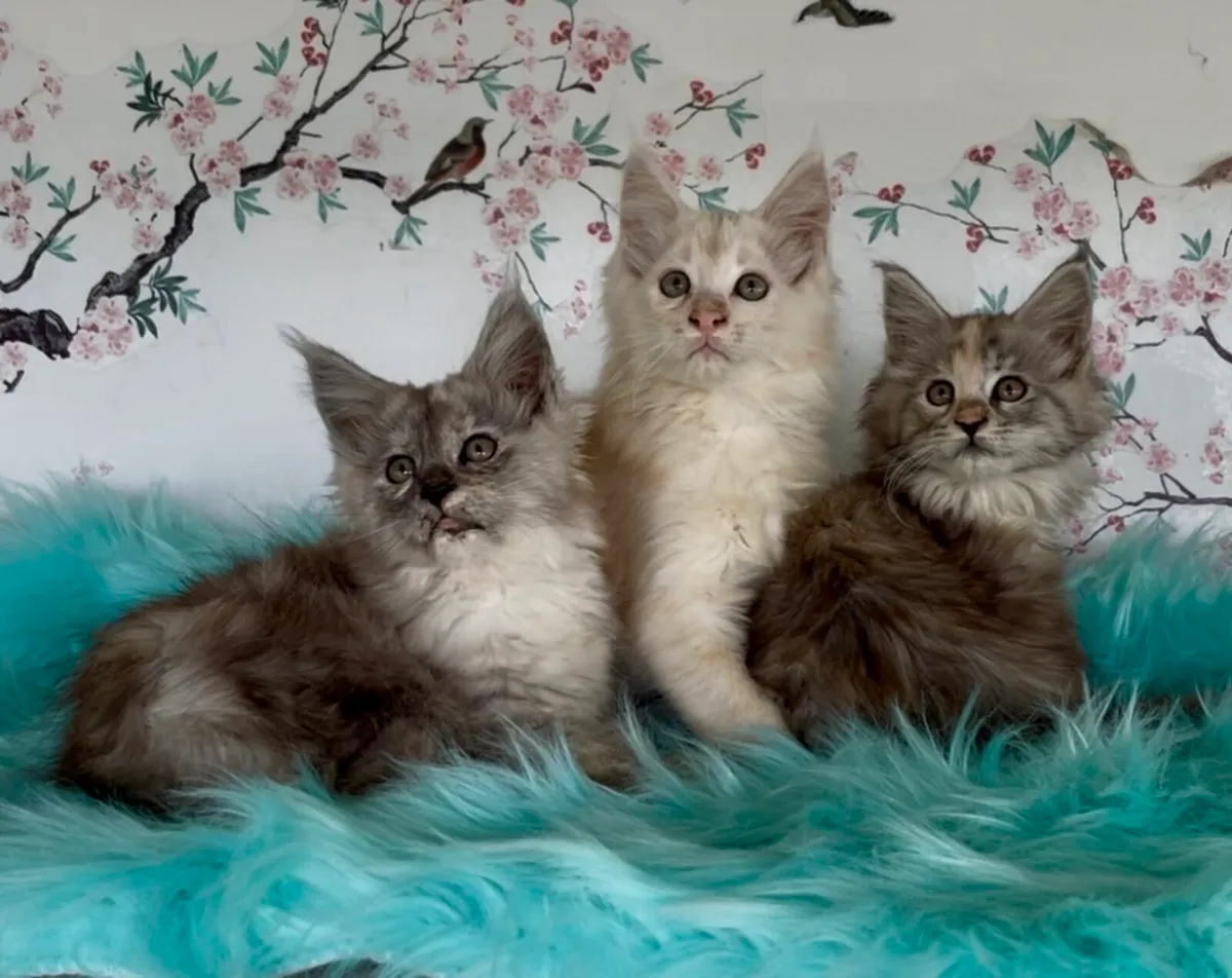 Maine coon kittens - Image 1