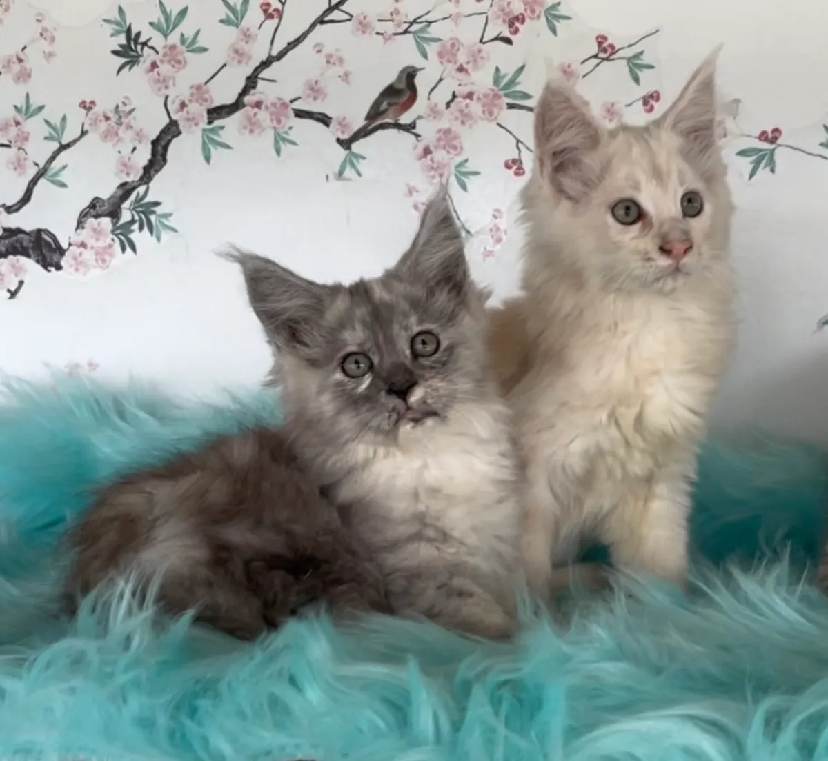 Maine coon kittens - Image 2