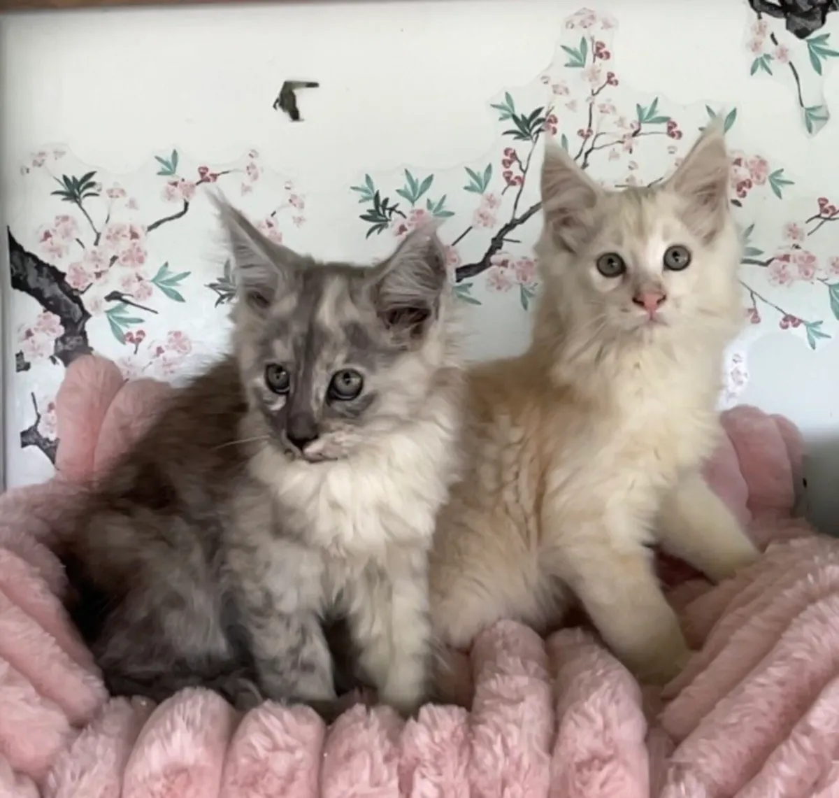 Maine coon kittens - Image 3
