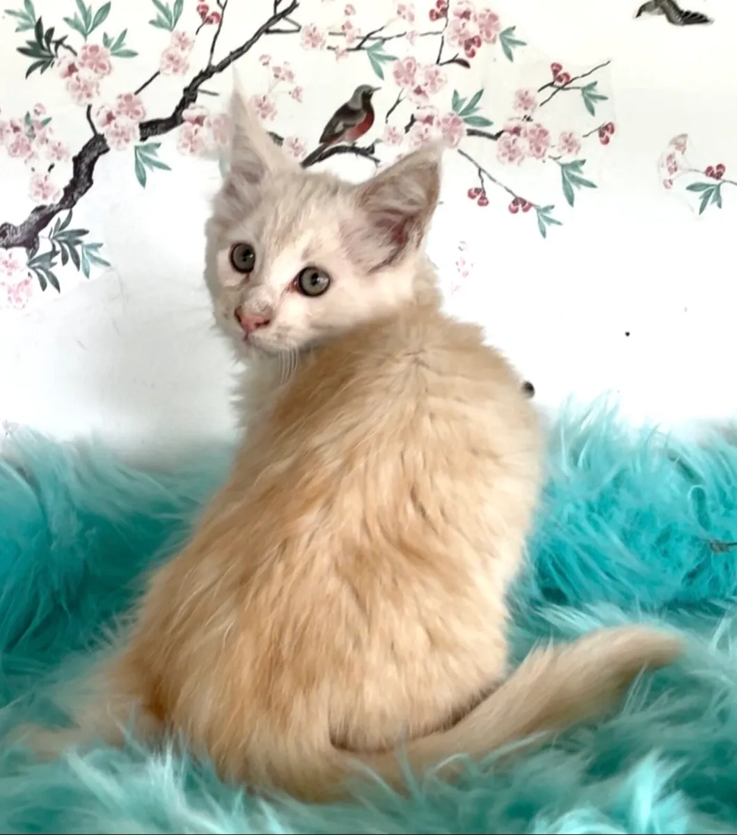 Maine coon kittens - Image 4