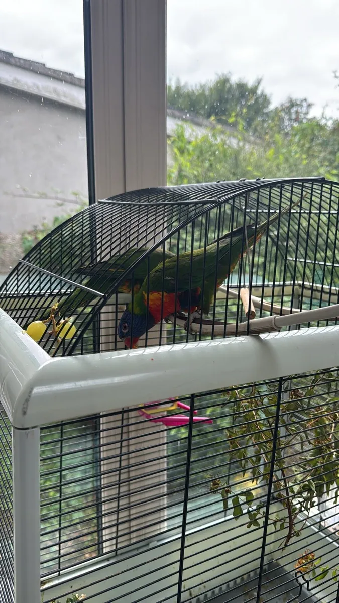 Rainbow lorikeet with DNA report - Image 2