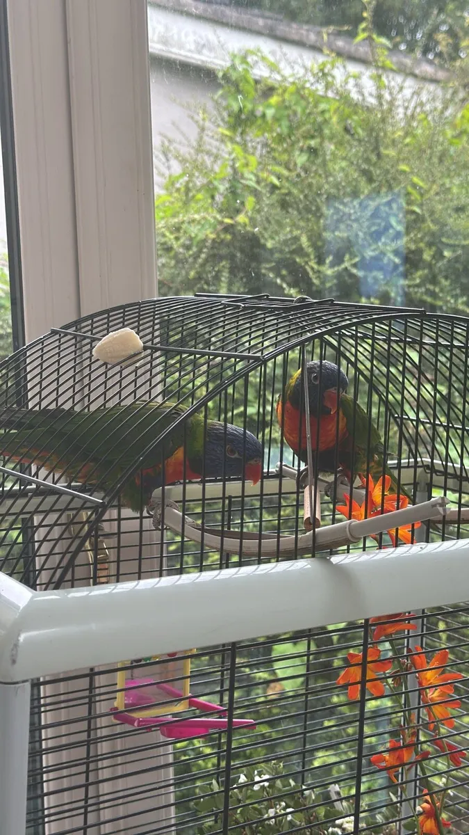 Rainbow lorikeet with DNA report - Image 1
