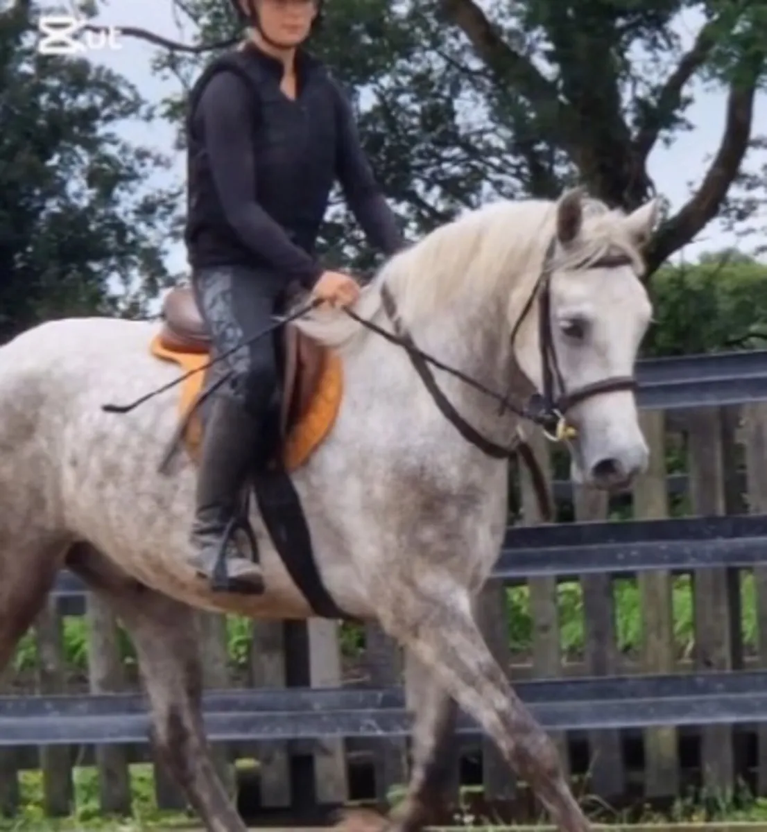 Connemara pony gelding by Glencarrig Knight - Image 1