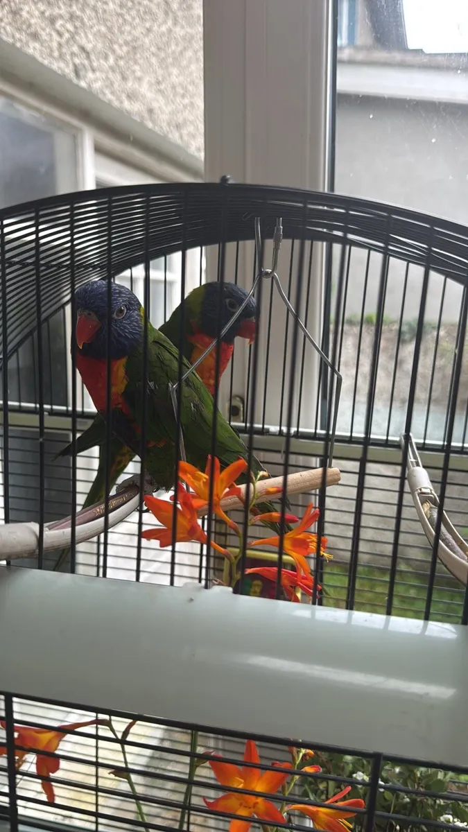 Rainbow lorikeet with DNA report - Image 4