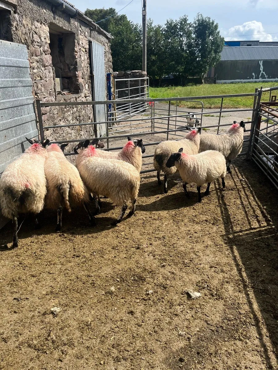 Sheep - Image 2