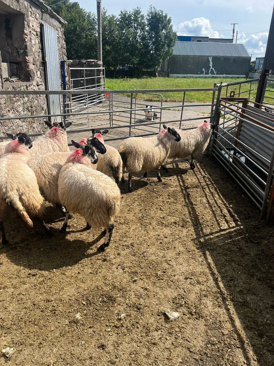 Sheep - Image 3