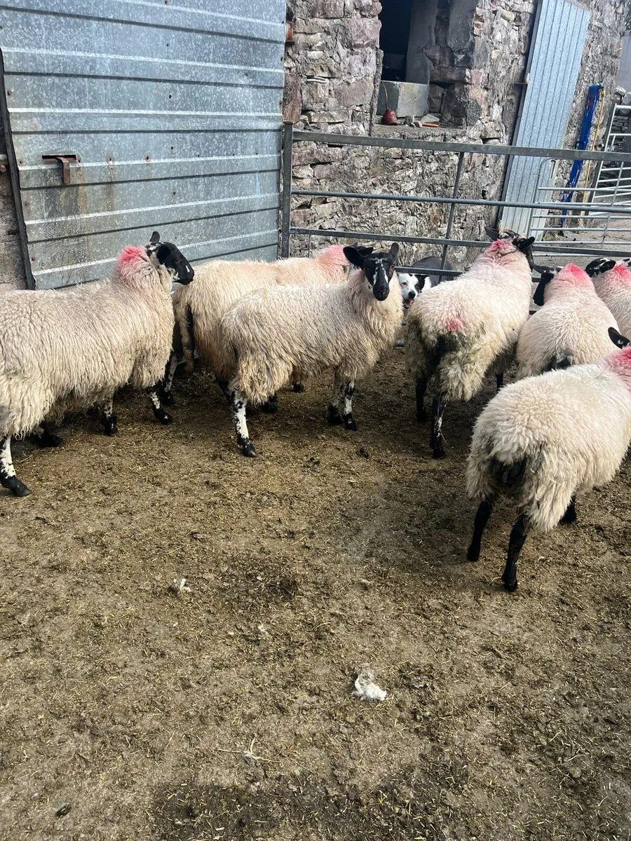 Sheep - Image 4