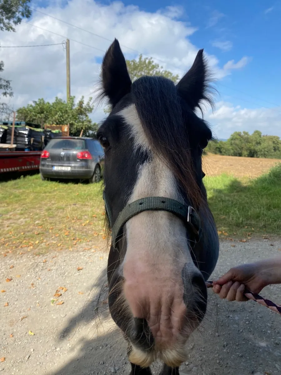 Cob Mare - Image 2