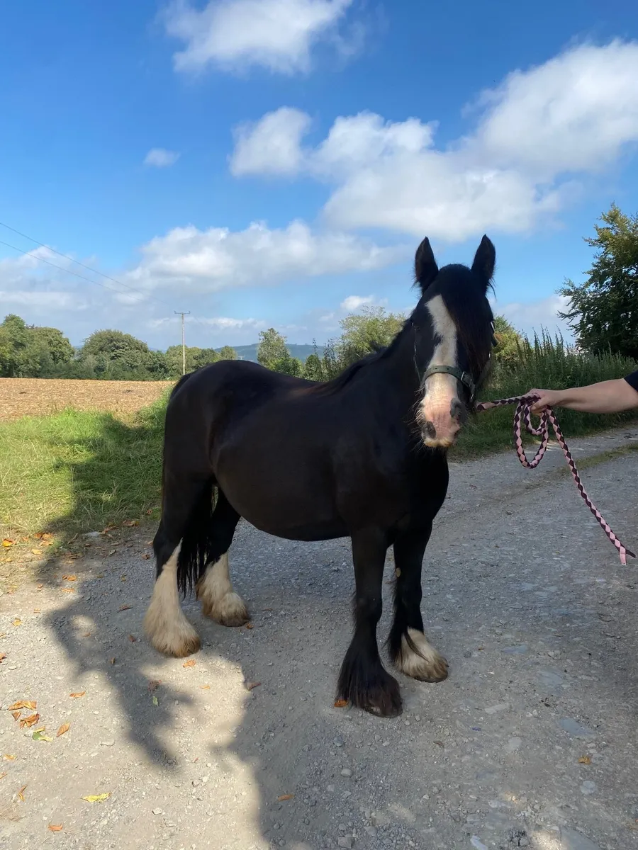 Cob Mare - Image 4
