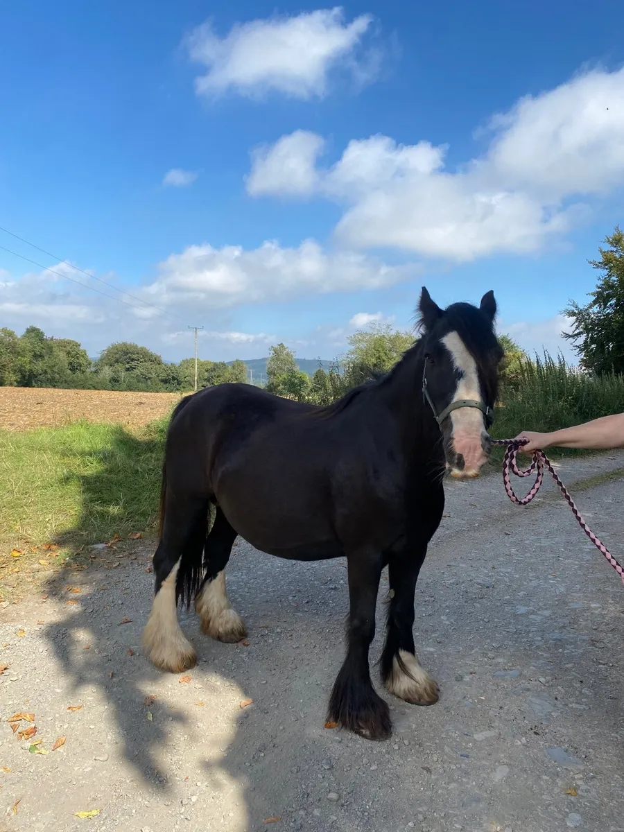 Cob Mare - Image 1