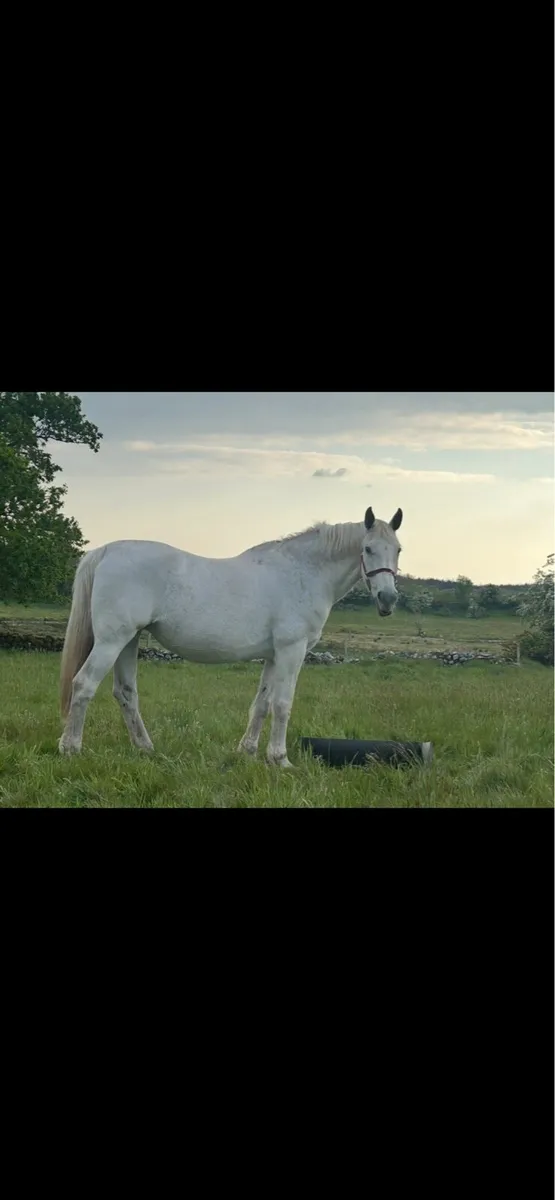 Class 1 Irish Draught Mare - Image 1