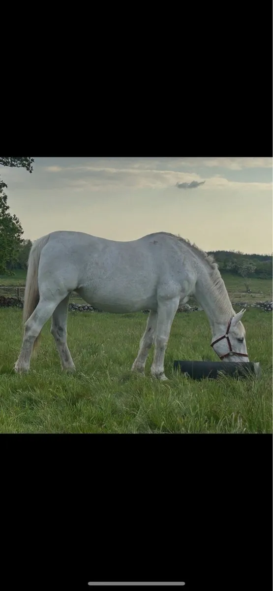 Class 1 Irish Draught Mare - Image 2