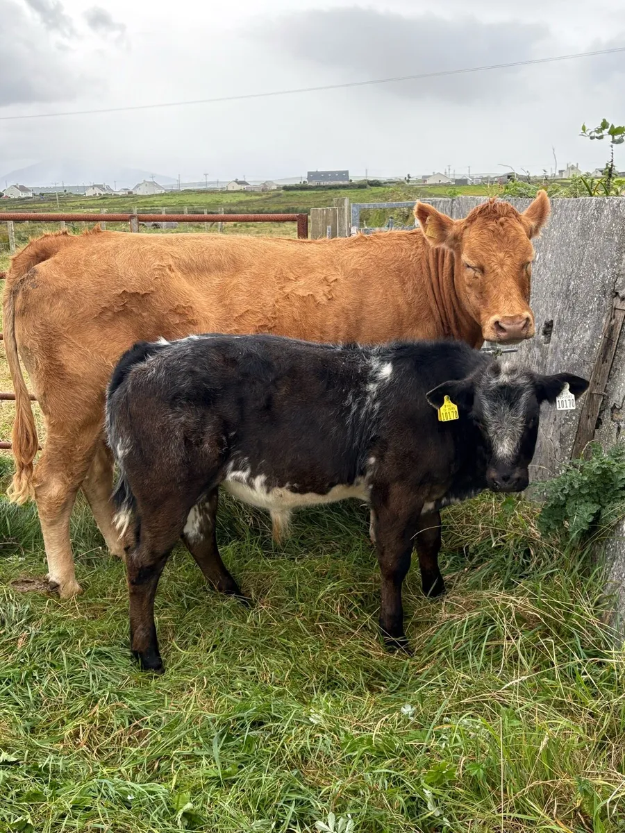 Limousine cow with BB bull calf at foot. - Image 1