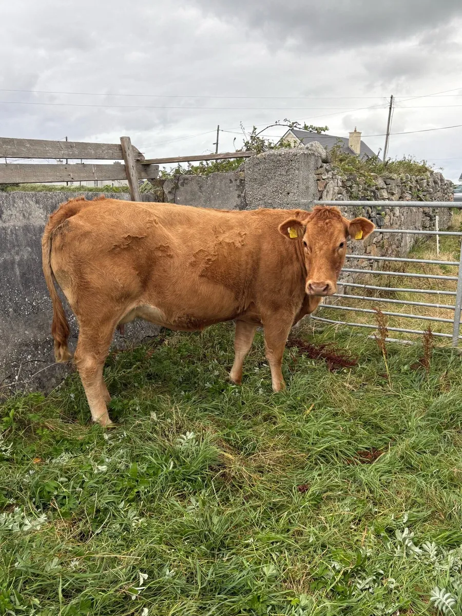 Limousine cow with BB bull calf at foot. - Image 2