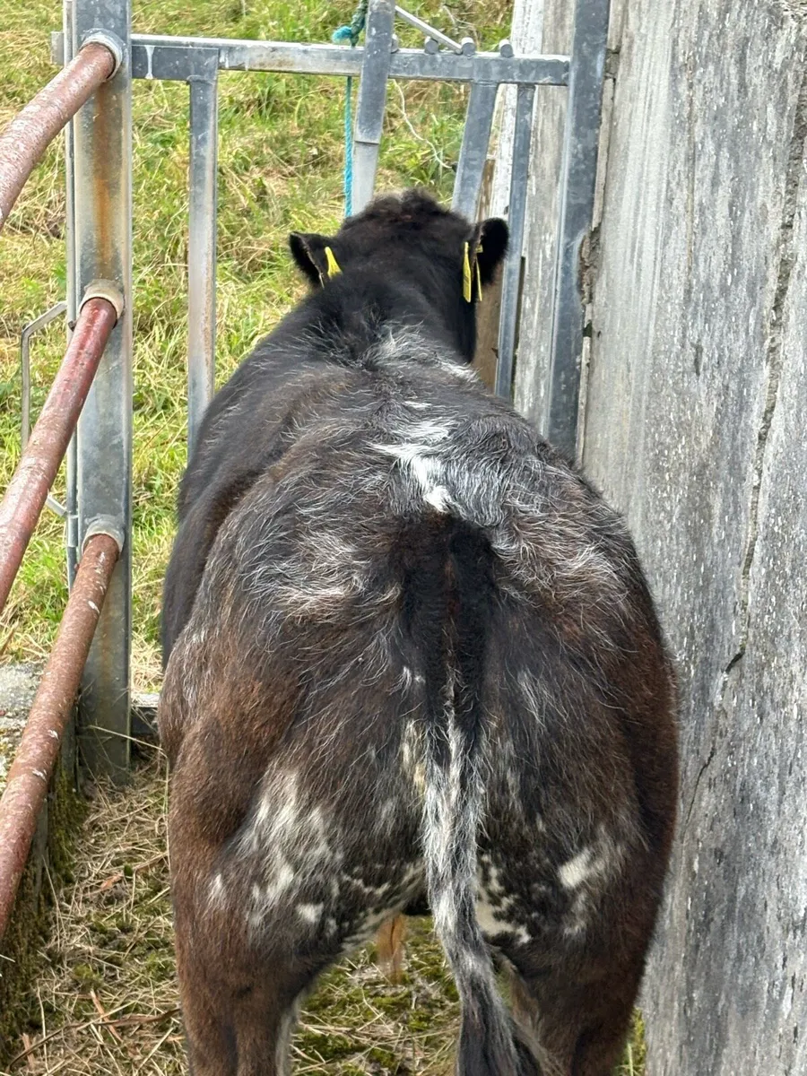 Limousine cow with BB bull calf at foot. - Image 3