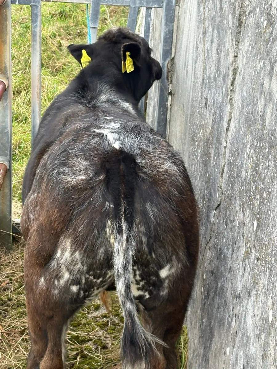 Limousine cow with BB bull calf at foot. - Image 4