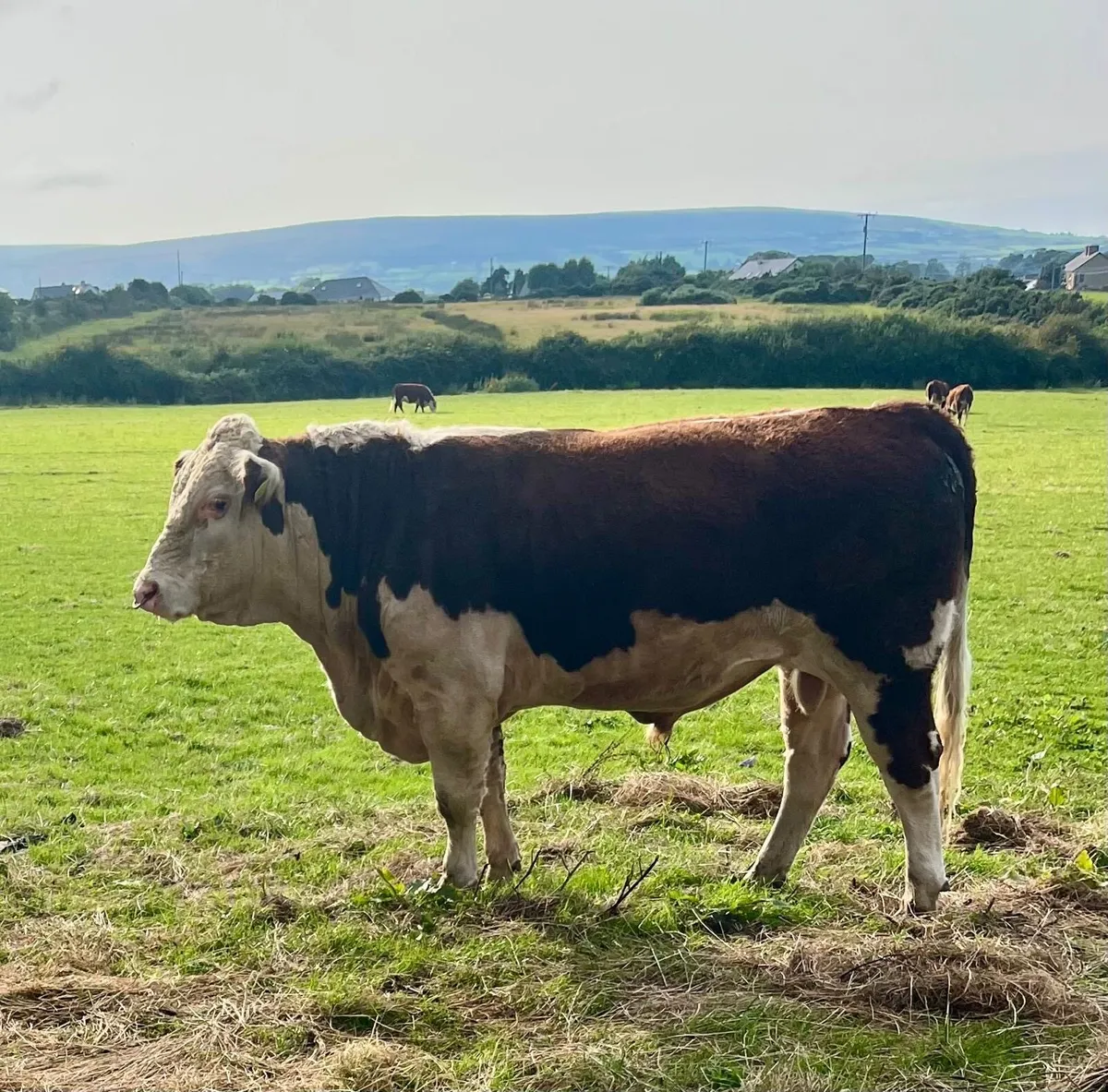 2.5 year old fully registered Hereford Bull