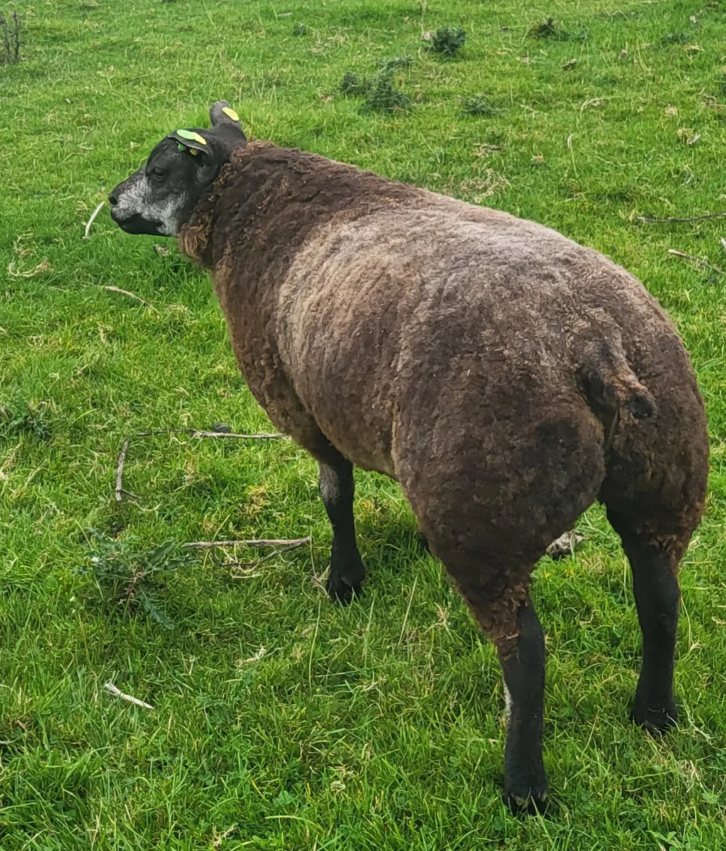 5 Star SIS Blue Texel Ram Lamb - Image 2