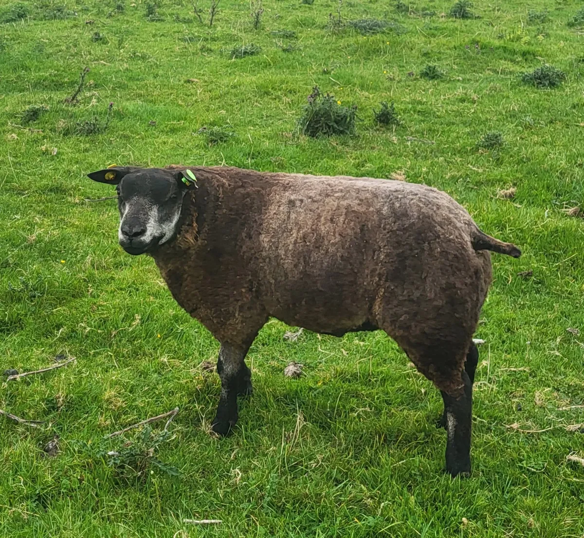 5 Star SIS Blue Texel Ram Lamb - Image 1