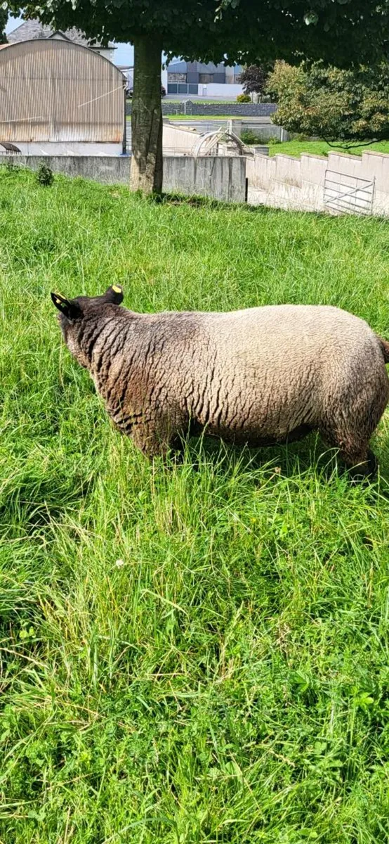 PBR Blue Texel Hogget Ram. - Image 2