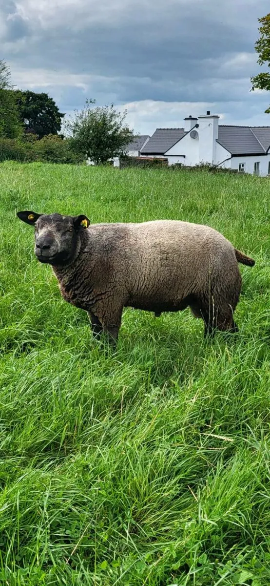 PBR Blue Texel Hogget Ram. - Image 1