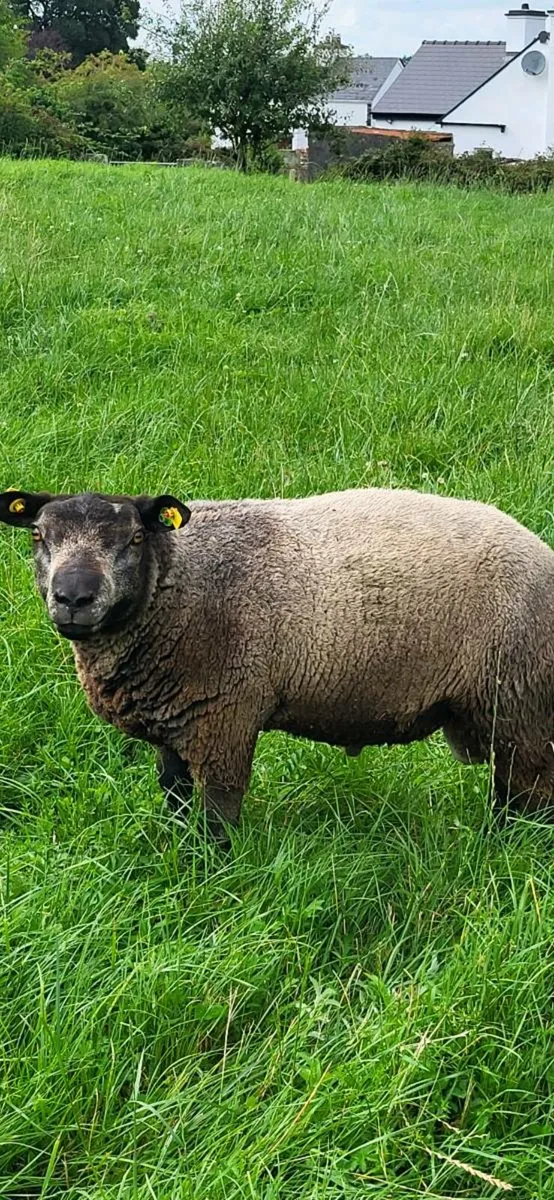 PBR Blue Texel Hogget Ram. - Image 3