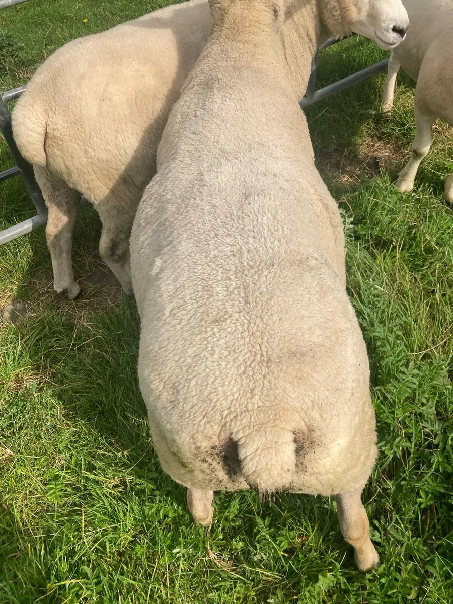 Charollais ram - Image 2