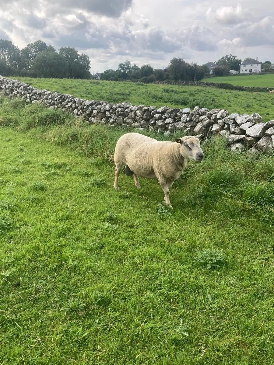 Charollais ram - Image 3
