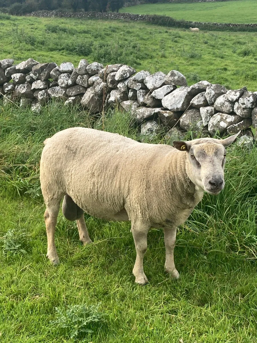 Charollais ram - Image 1