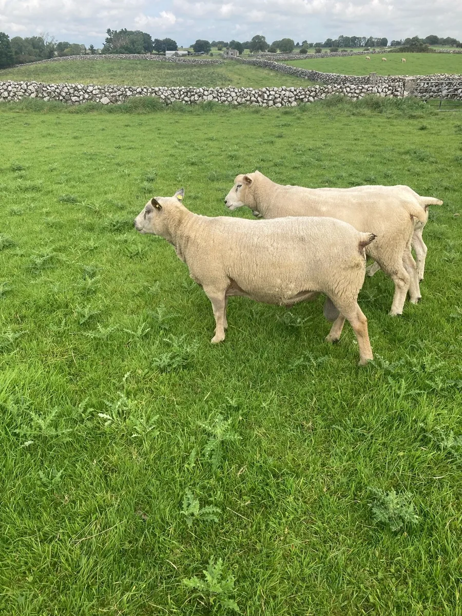 Charollais ram - Image 4