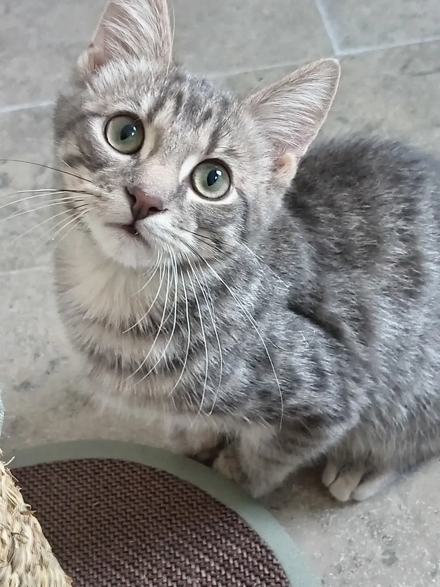 Stunning kitten for sale - Image 4