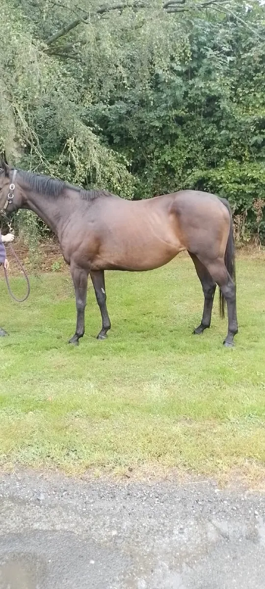 TB Broodmare - Image 1