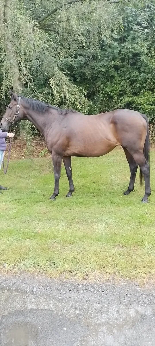 TB Broodmare - Image 2
