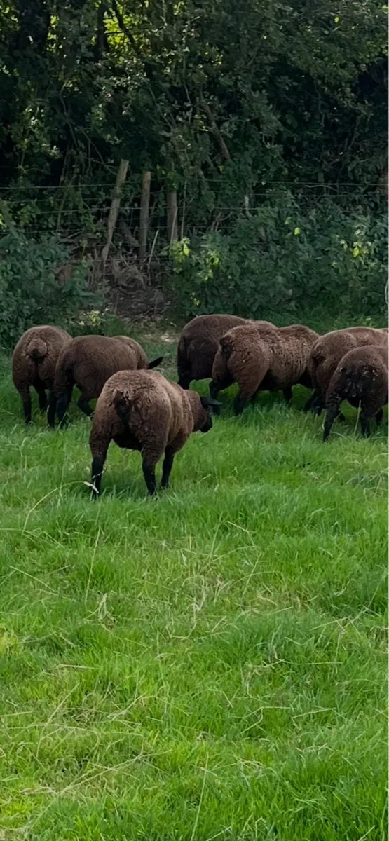 Ewe lambs - Image 1